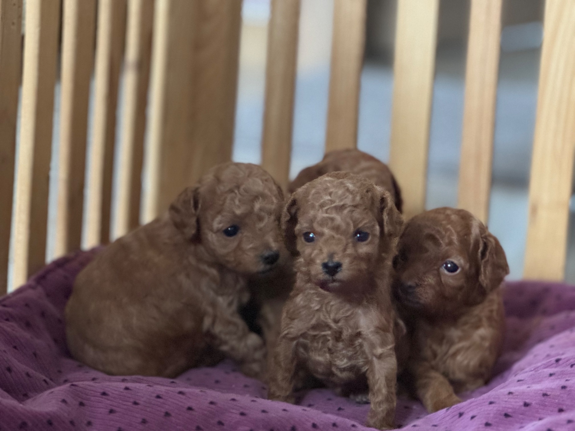 Цуценята дівчата та хлопці готові по дружного спілкування