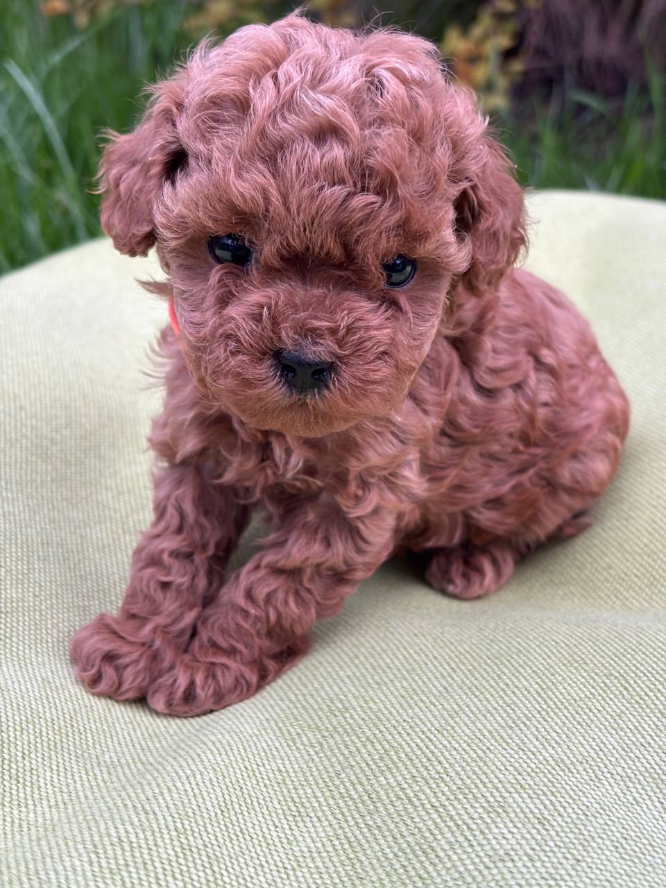 Цуценята дівчата та хлопці готові по дружного спілкування