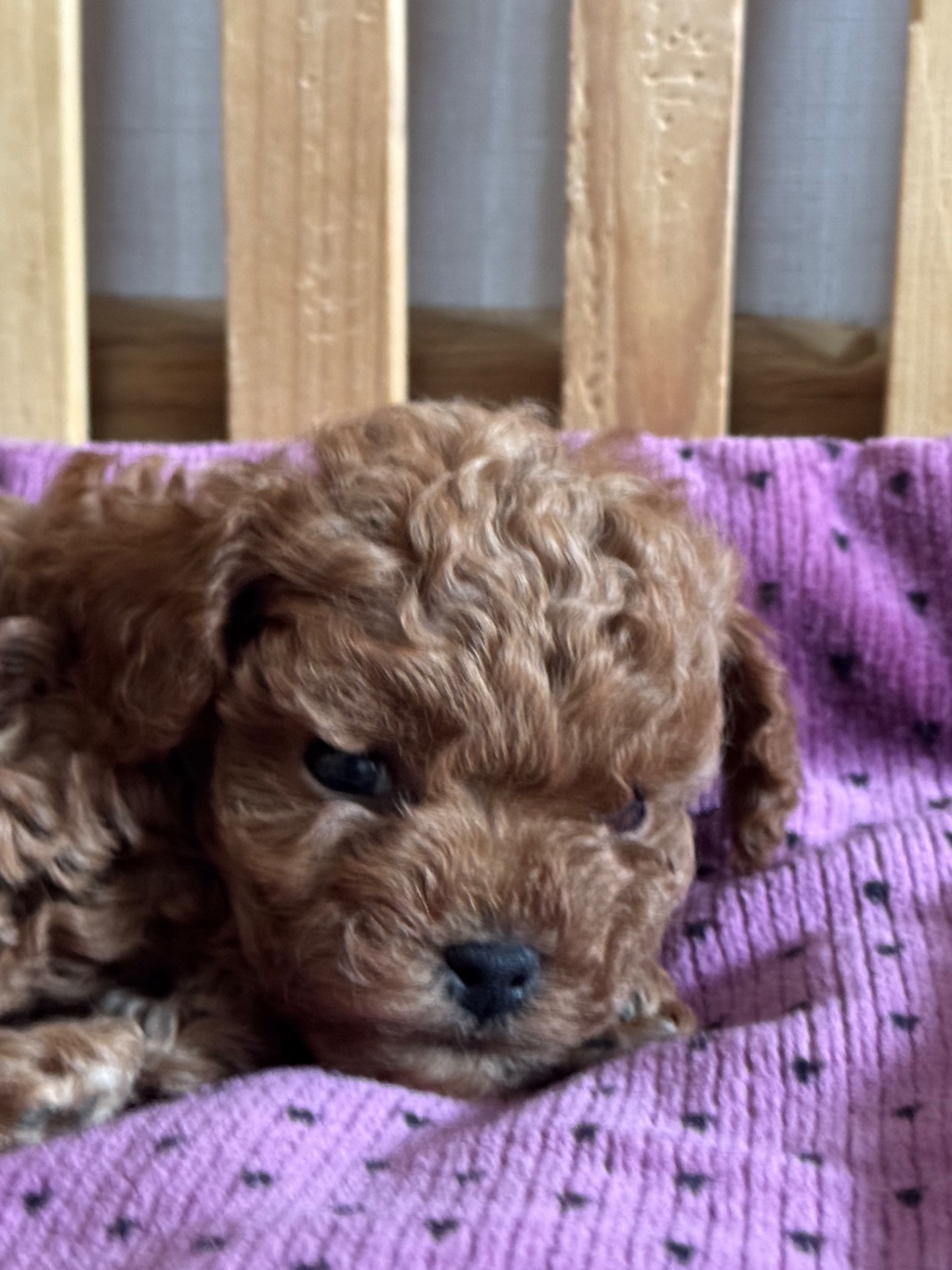 Цуценята дівчата та хлопці готові по дружного спілкування