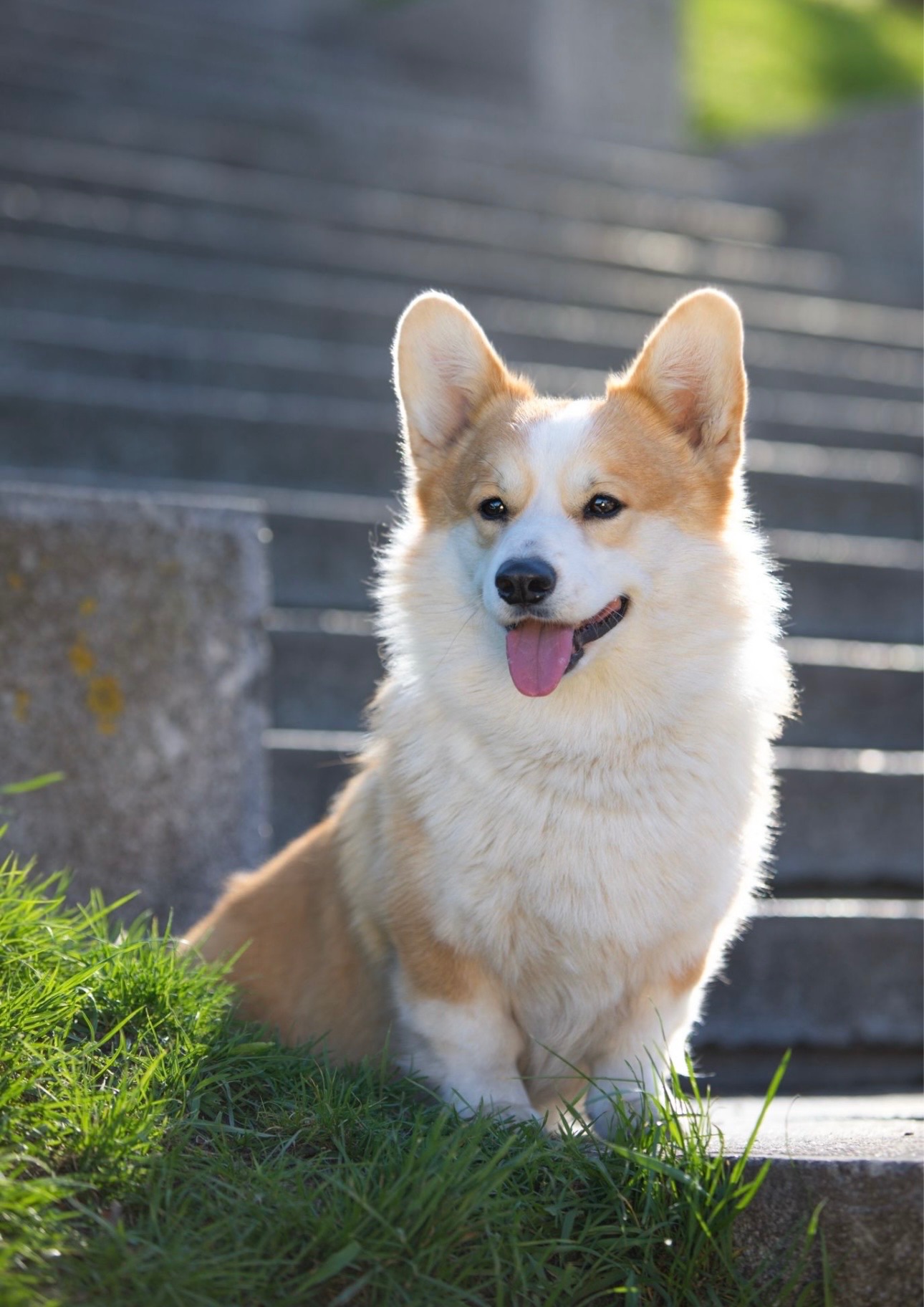 Вельш коргі хлопчик