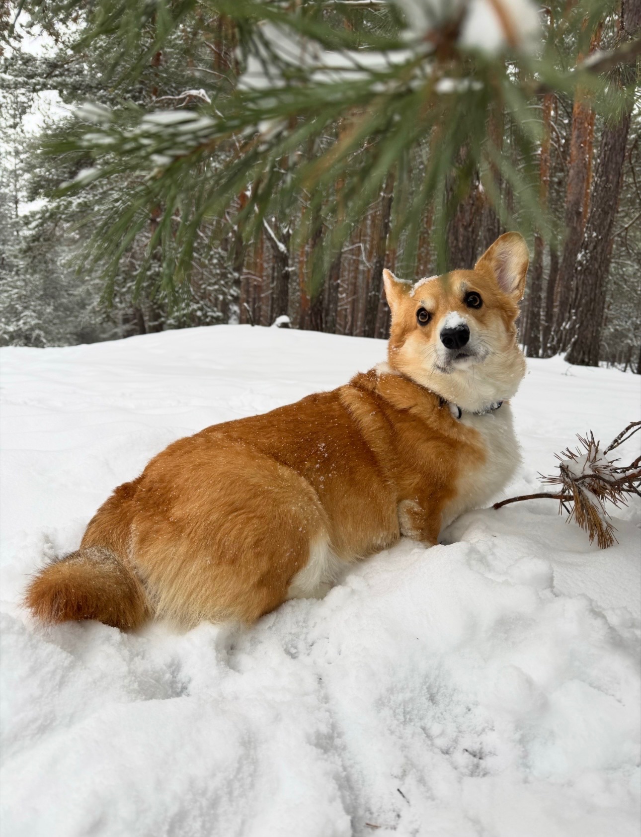 Вельш коргі дівчинка