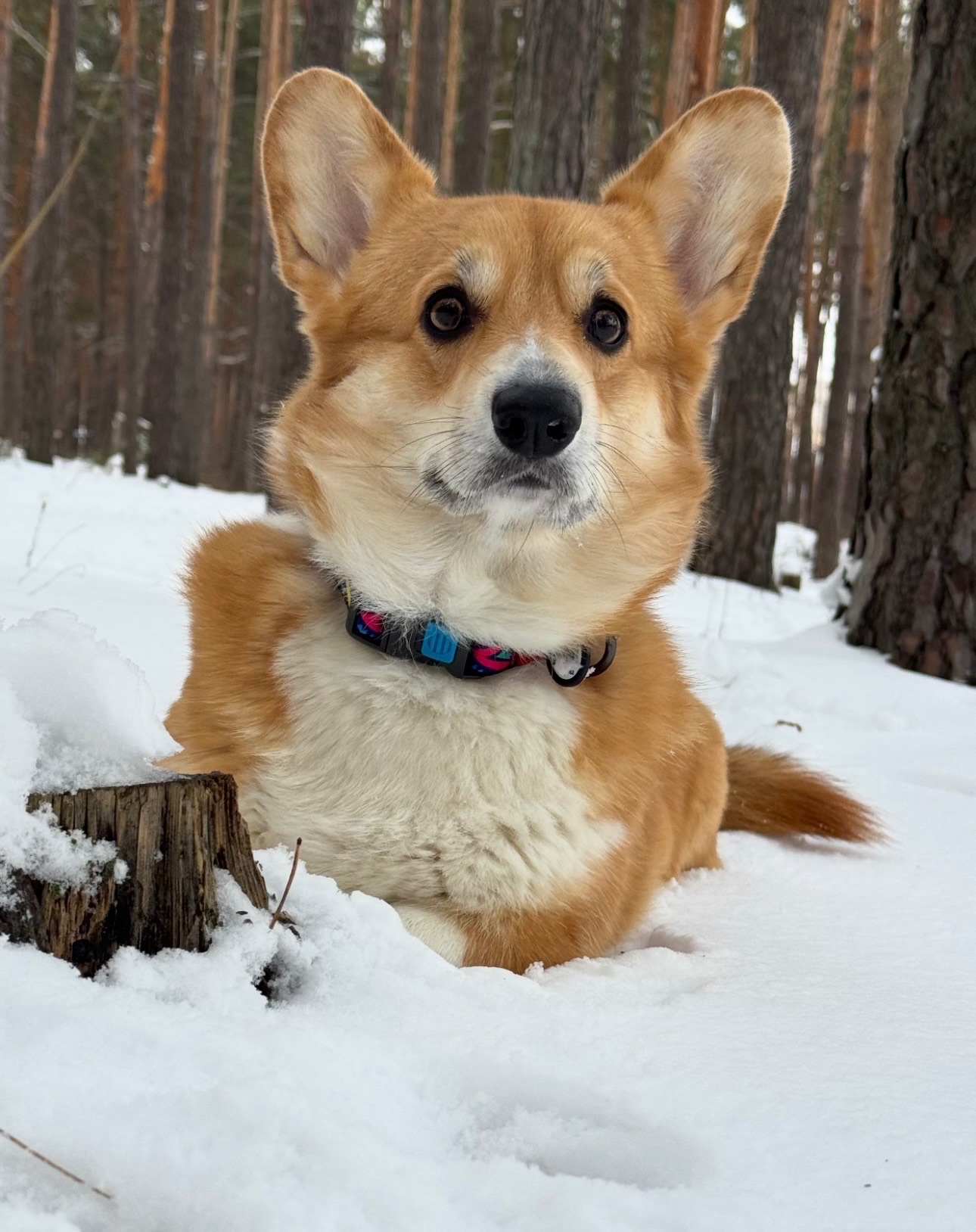 Вельш коргі хлопчик