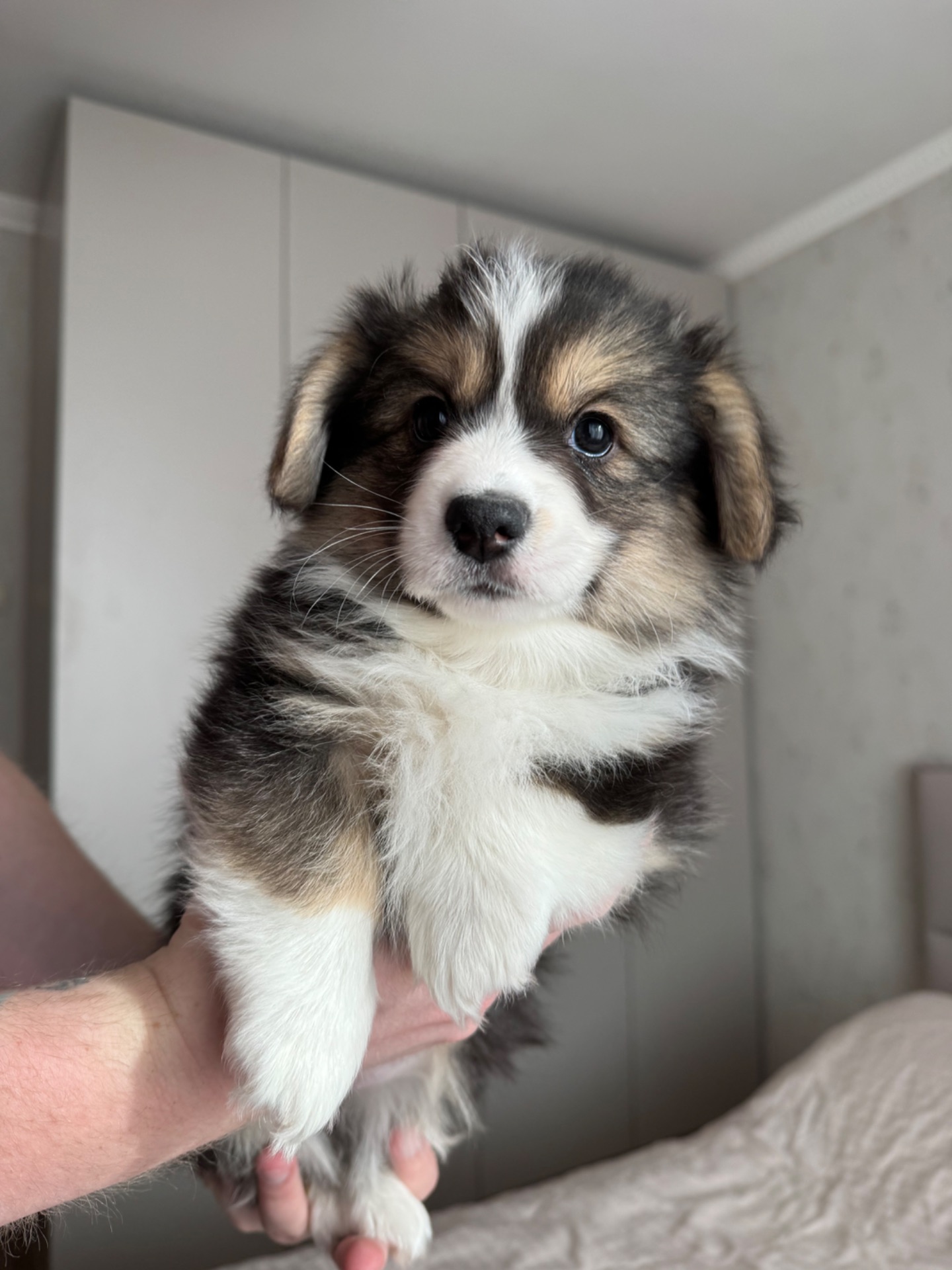 Вельш коргі дівчинка