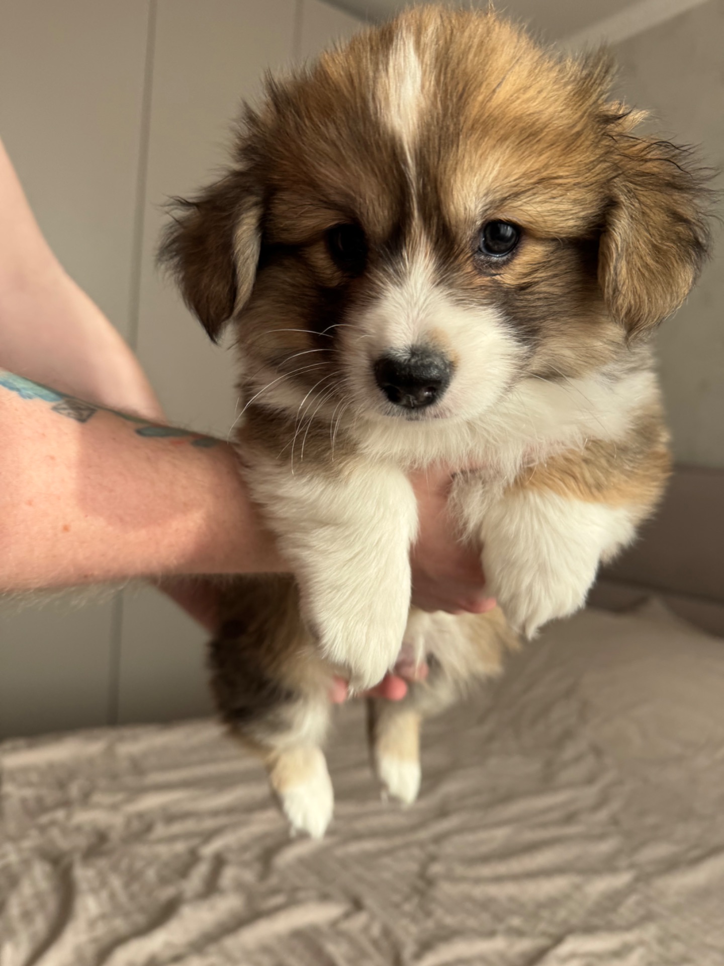 Вельш коргі хлопчик