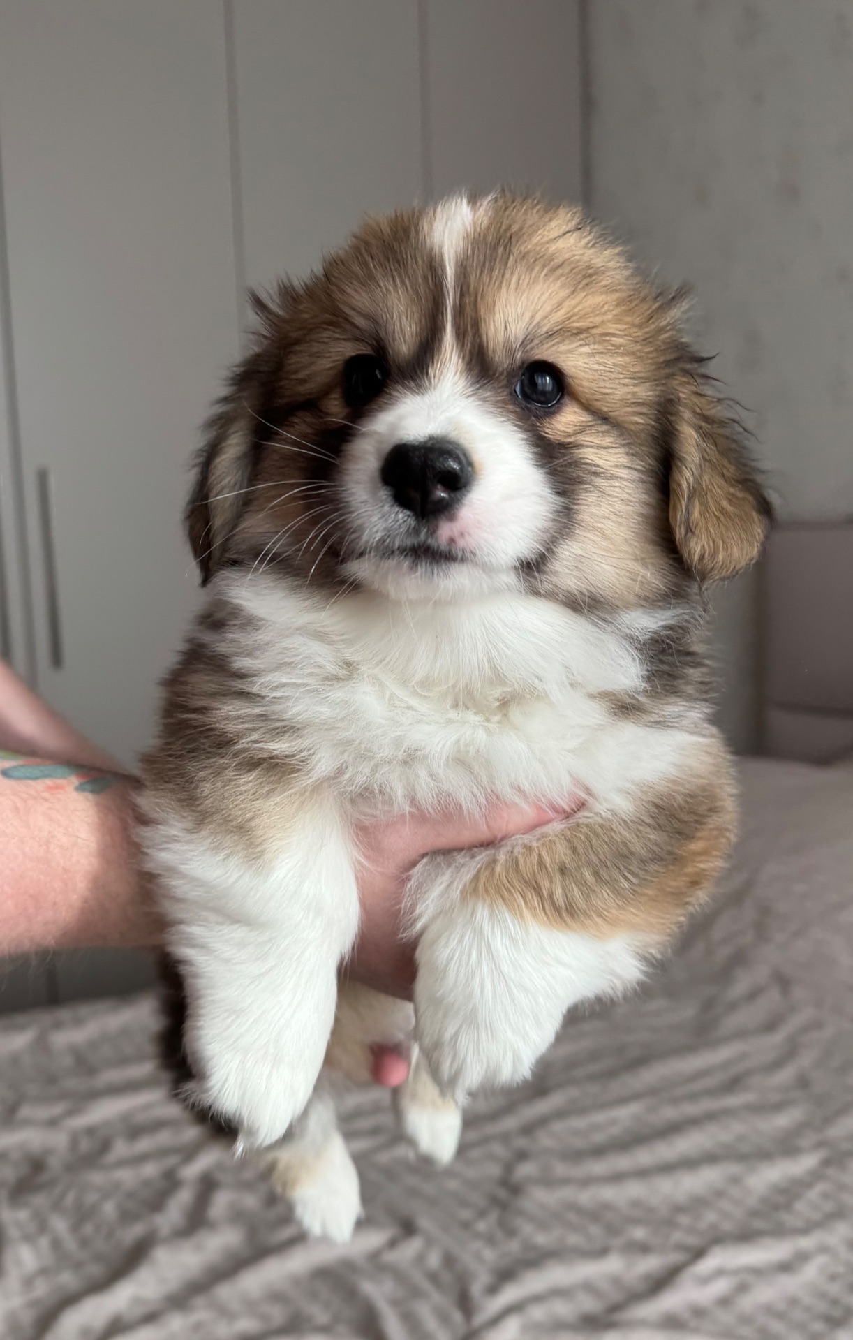 Вельш коргі хлопчик