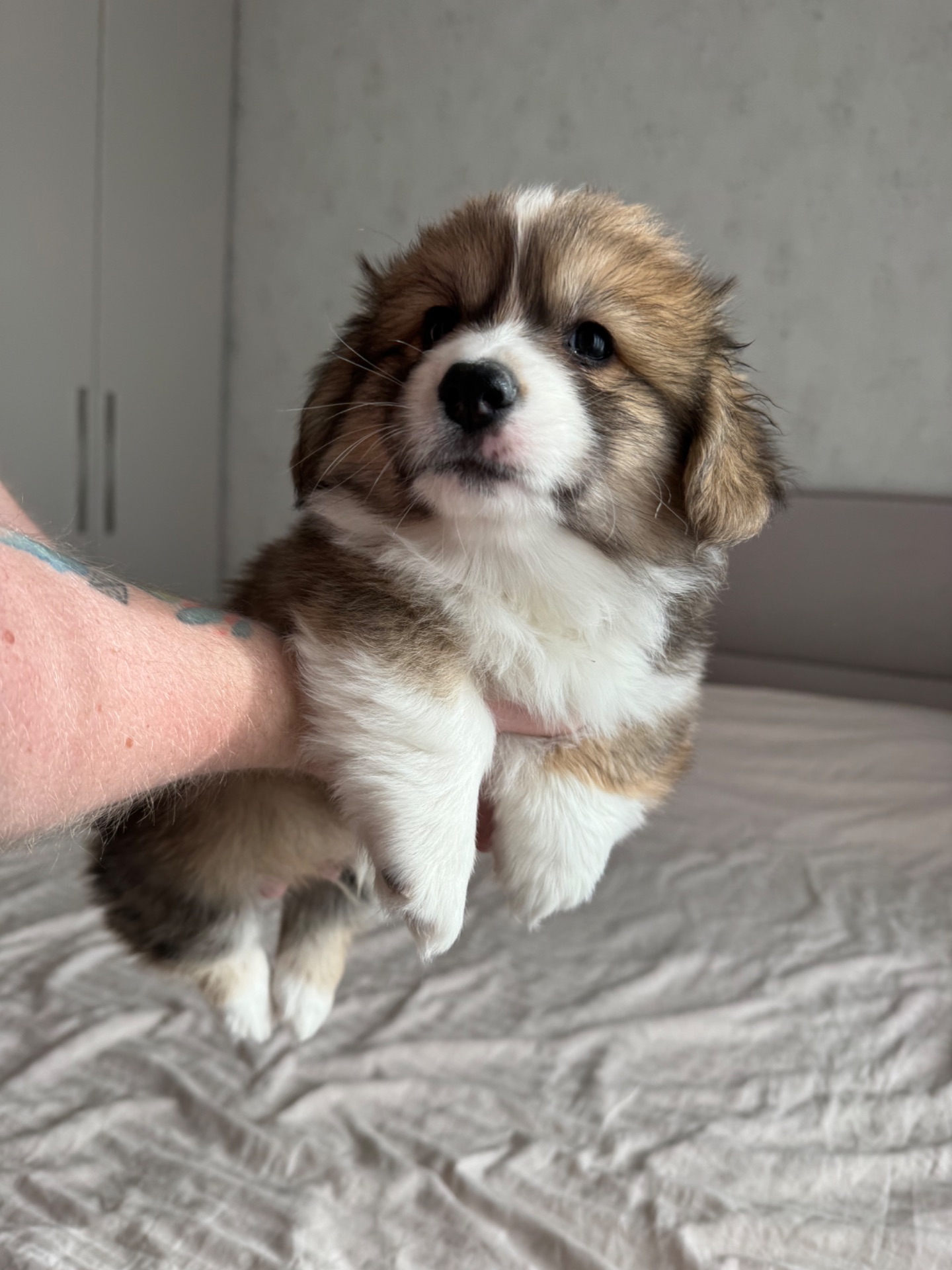 Вельш коргі хлопчик