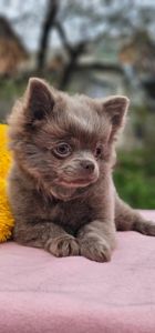 Мальчик чихуахуа КСУ