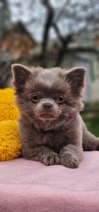 Мальчик чихуахуа КСУ