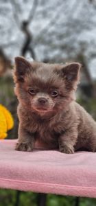 Мальчик чихуахуа КСУ