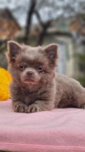 Мальчик чихуахуа КСУ