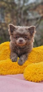 Мальчик чихуахуа КСУ