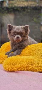 Мальчик чихуахуа КСУ