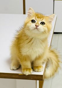 Британська золота шиншилла