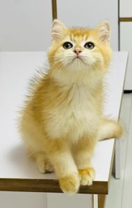 Британська золота шиншилла