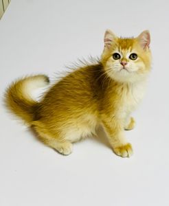 Британська золота шиншилла