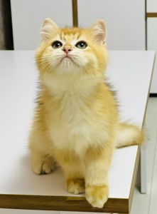 Британська золота шиншилла