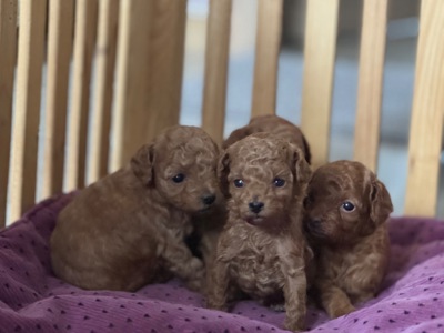 Цуценята дівчата та хлопці готові по дружного спілкування