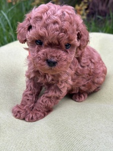 Цуценята дівчата та хлопці готові по дружного спілкування