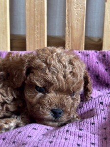 Цуценята дівчата та хлопці готові по дружного спілкування