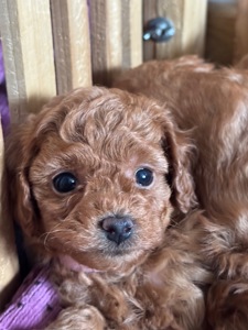 Цуценята дівчата та хлопці готові по дружного спілкування