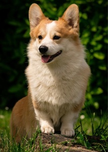 Вельш коргі дівчинка