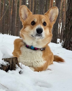 Вельш коргі хлопчик