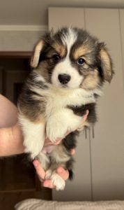 Вельш коргі дівчинка