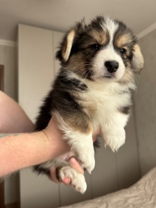 Вельш коргі дівчинка