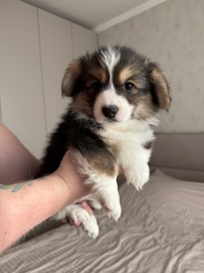 Вельш коргі дівчинка