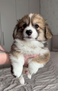 Вельш коргі хлопчик