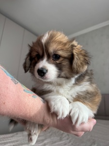 Вельш коргі хлопчик