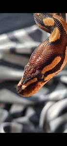 Терміново Королівський пітон