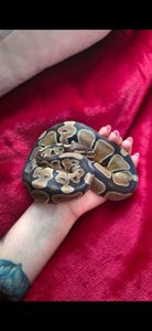 Терміново Королівський пітон