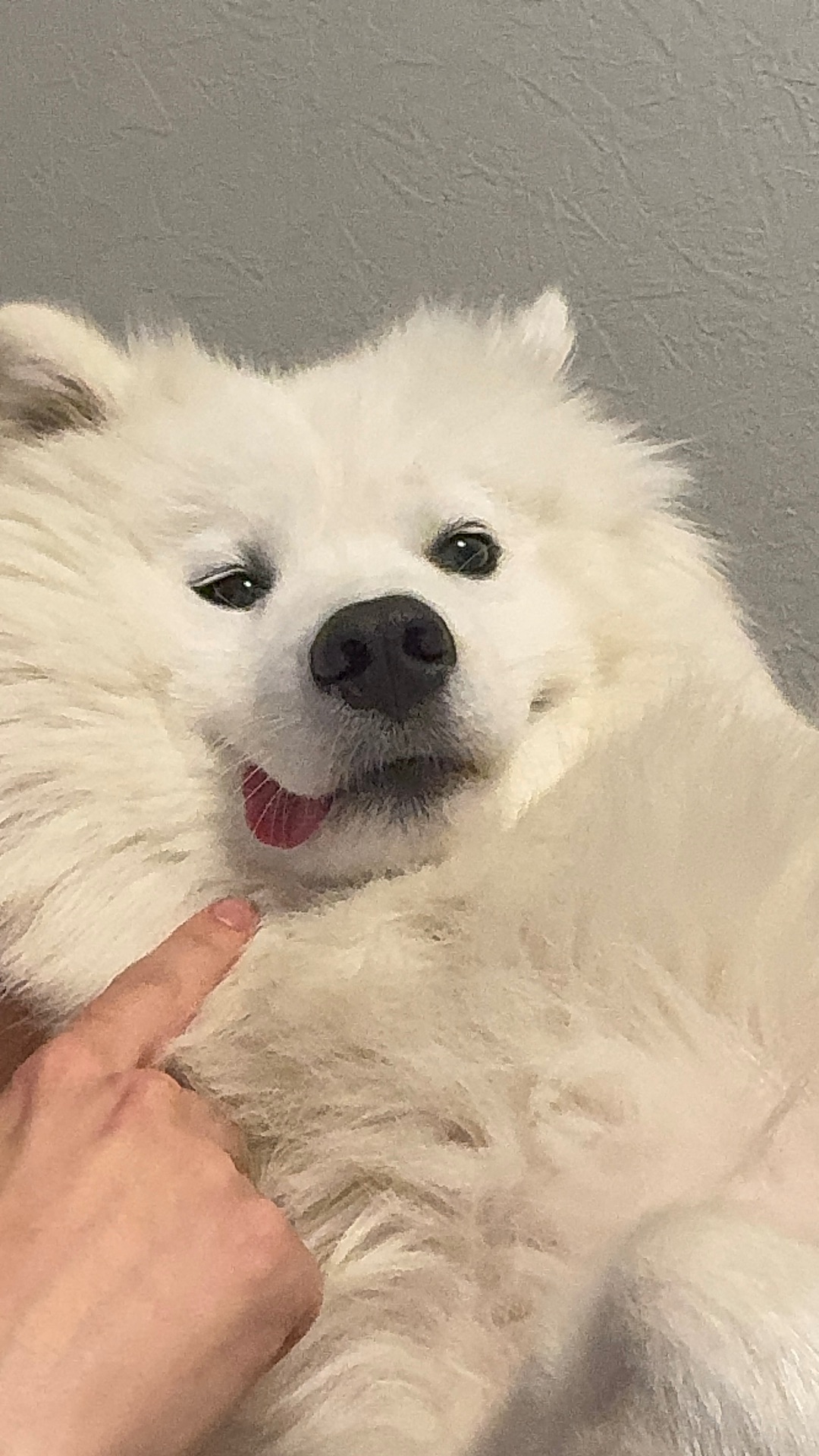 Віддам Самоїда в хороші руки