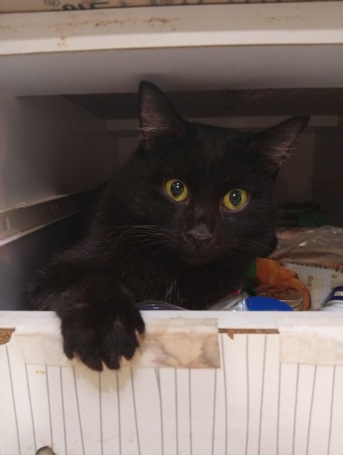 Кошенята в добрі руки