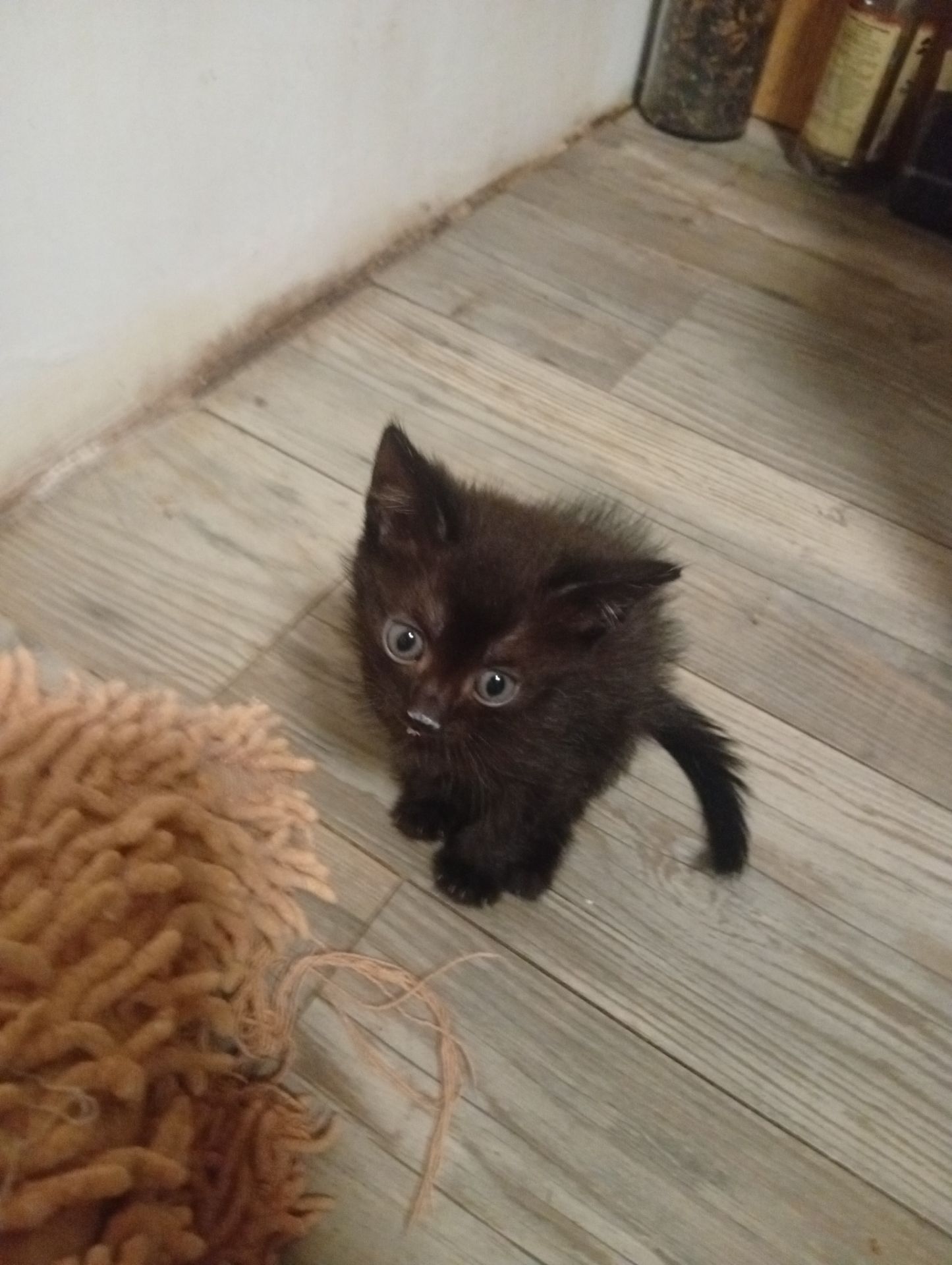 Кошенята в добрі руки