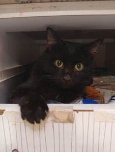 Кошенята в добрі руки