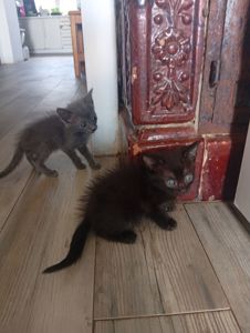 Кошенята в добрі руки