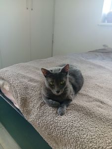 Кошенята в добрі руки