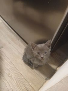 Кошенята в добрі руки