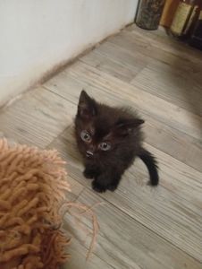 Кошенята в добрі руки