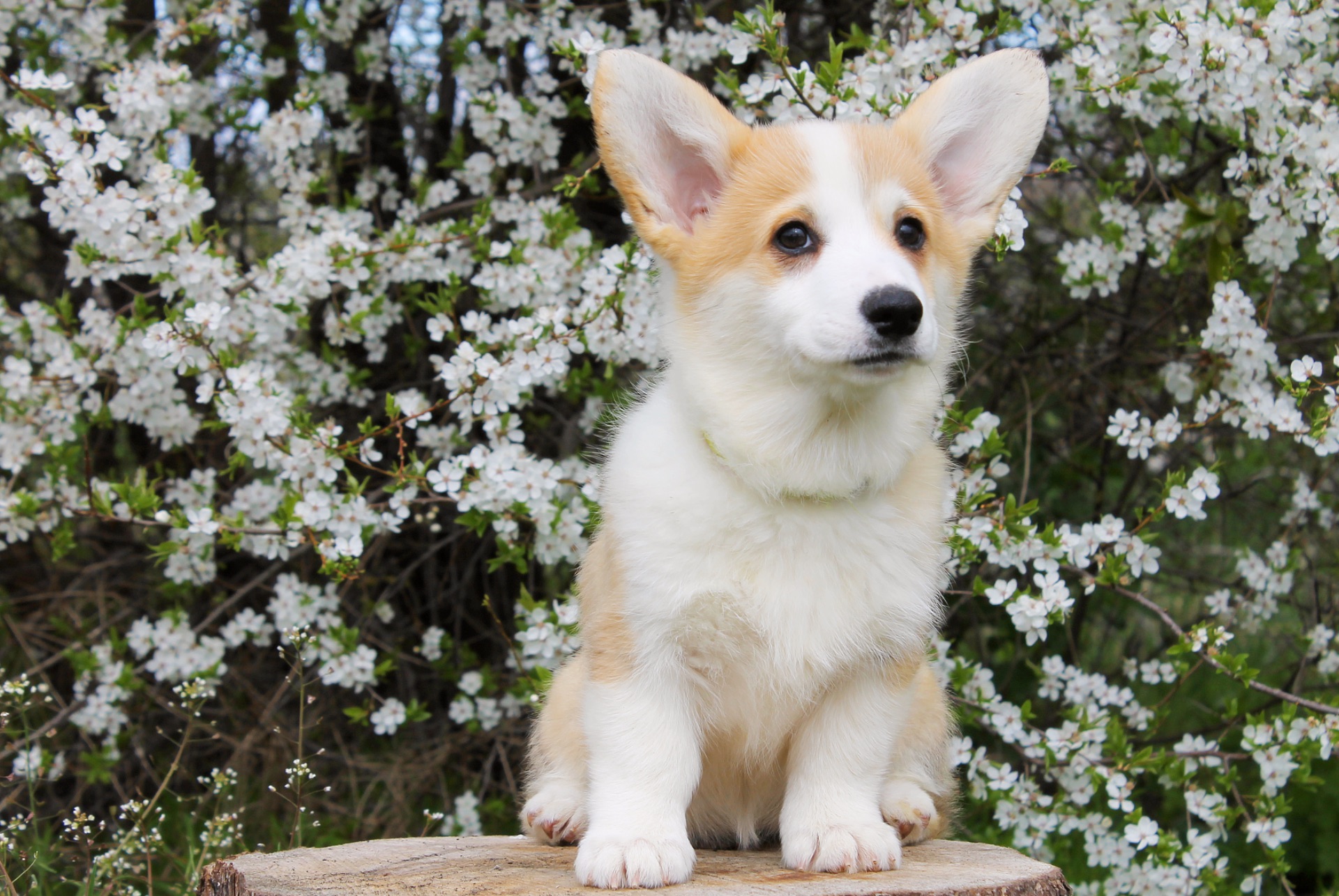 Дуже Гарні цуценята вельш коргі пемброк