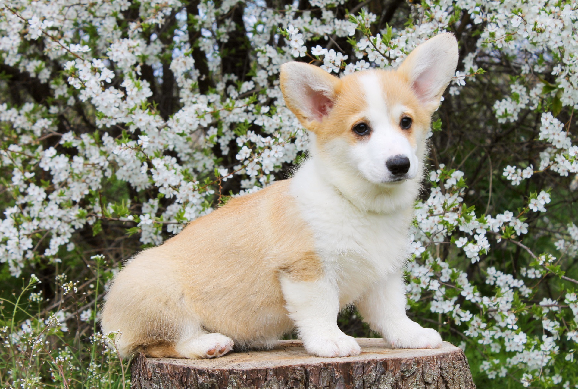 Дуже Гарні цуценята вельш коргі пемброк