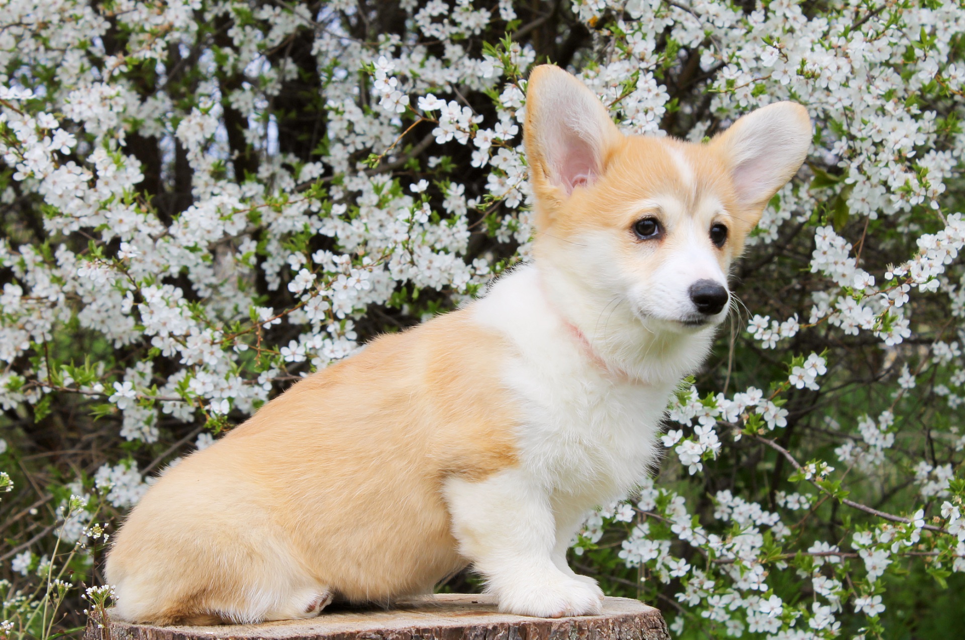 Дуже Гарні цуценята вельш коргі пемброк