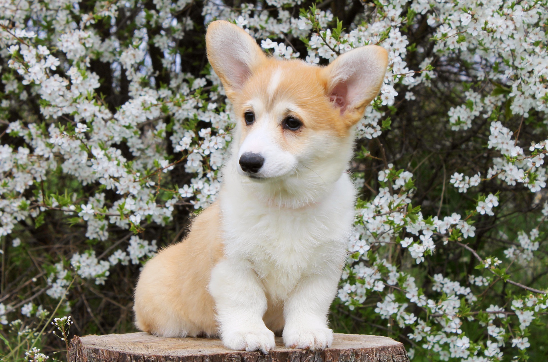 Дуже Гарні цуценята вельш коргі пемброк