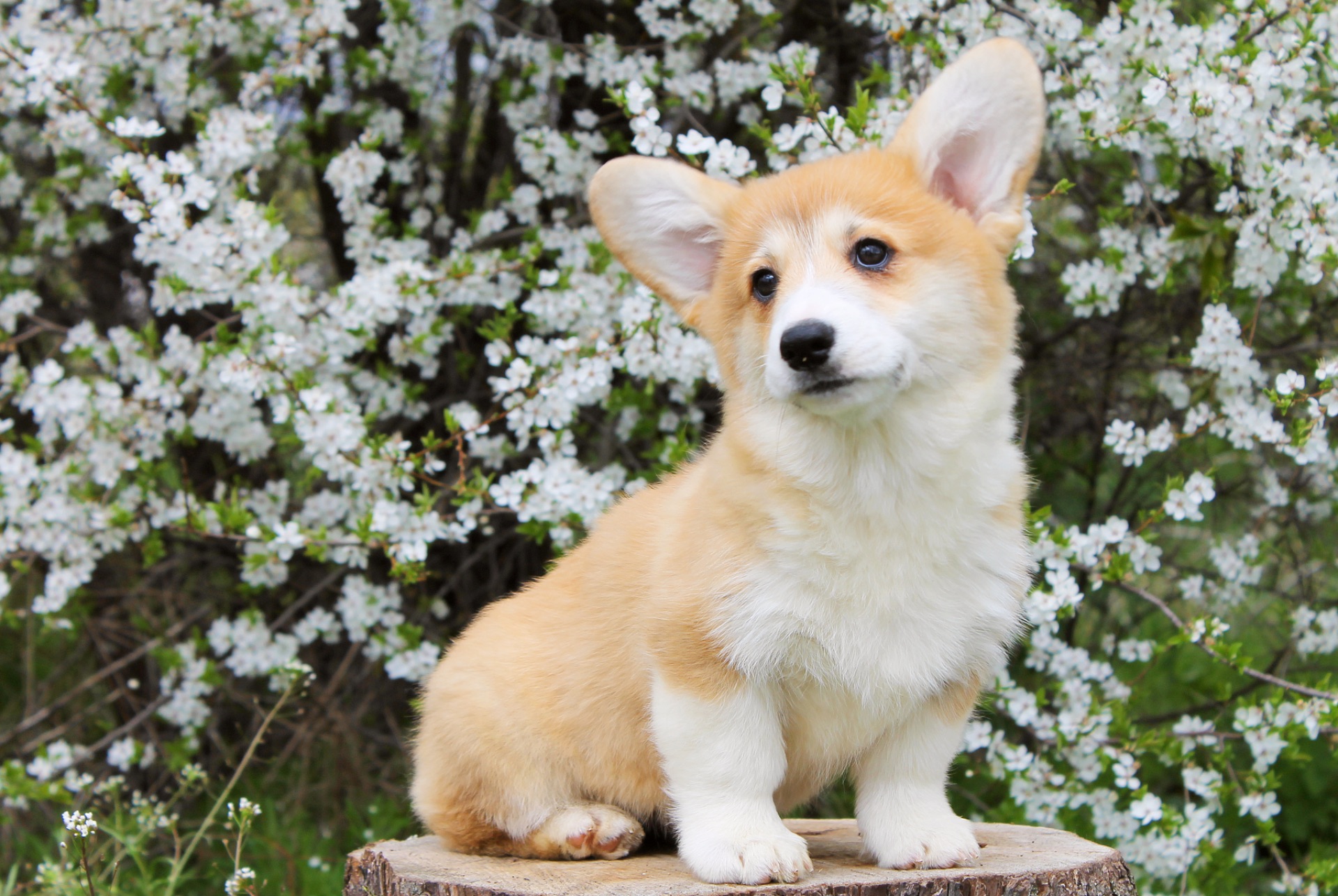 Дуже Гарні цуценята вельш коргі пемброк