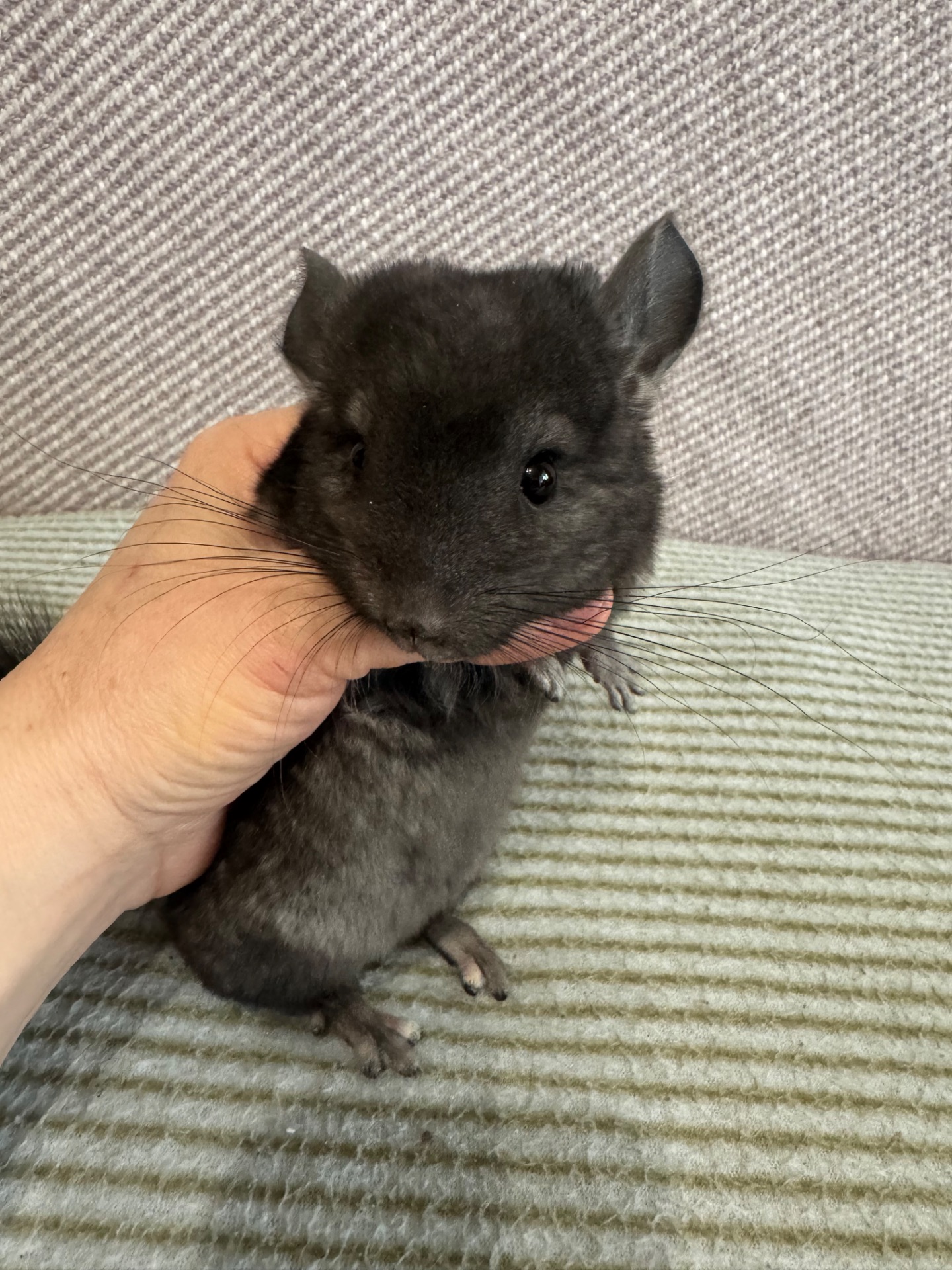 Шиншила дівчинка