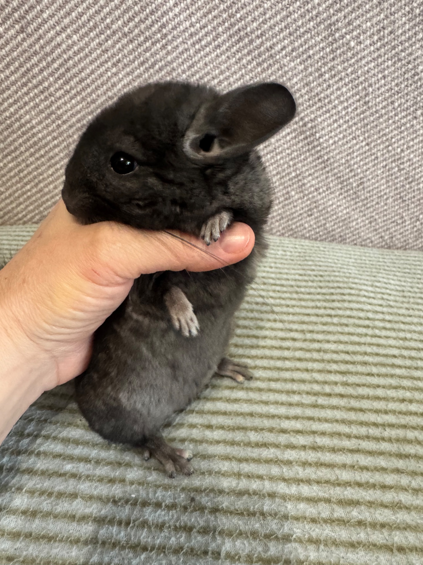 Шиншила дівчинка