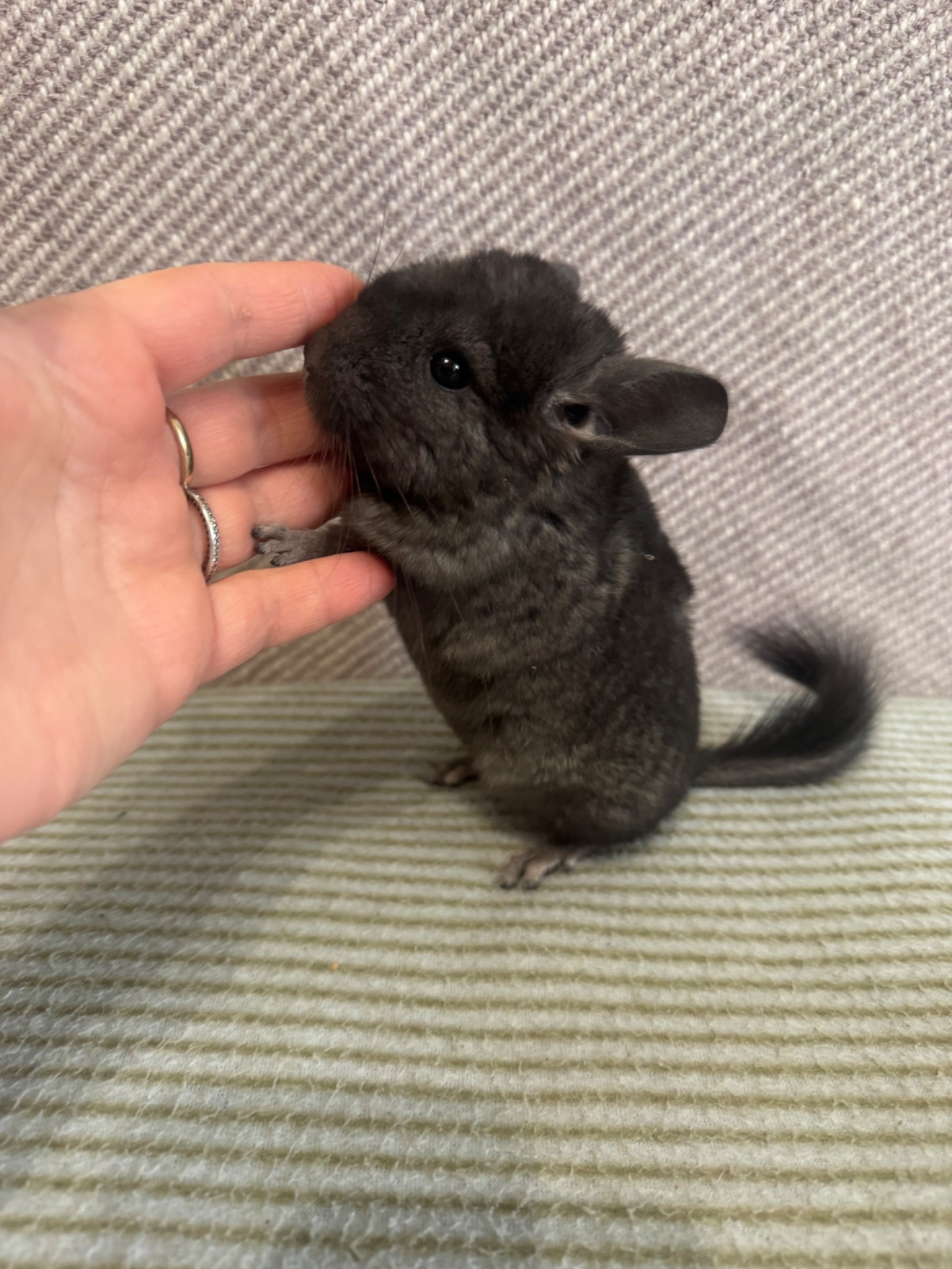 Шиншила дівчинка