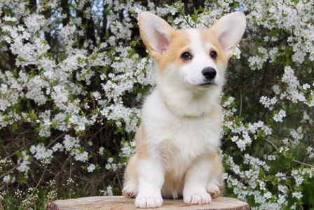 Дуже Гарні цуценята вельш коргі пемброк